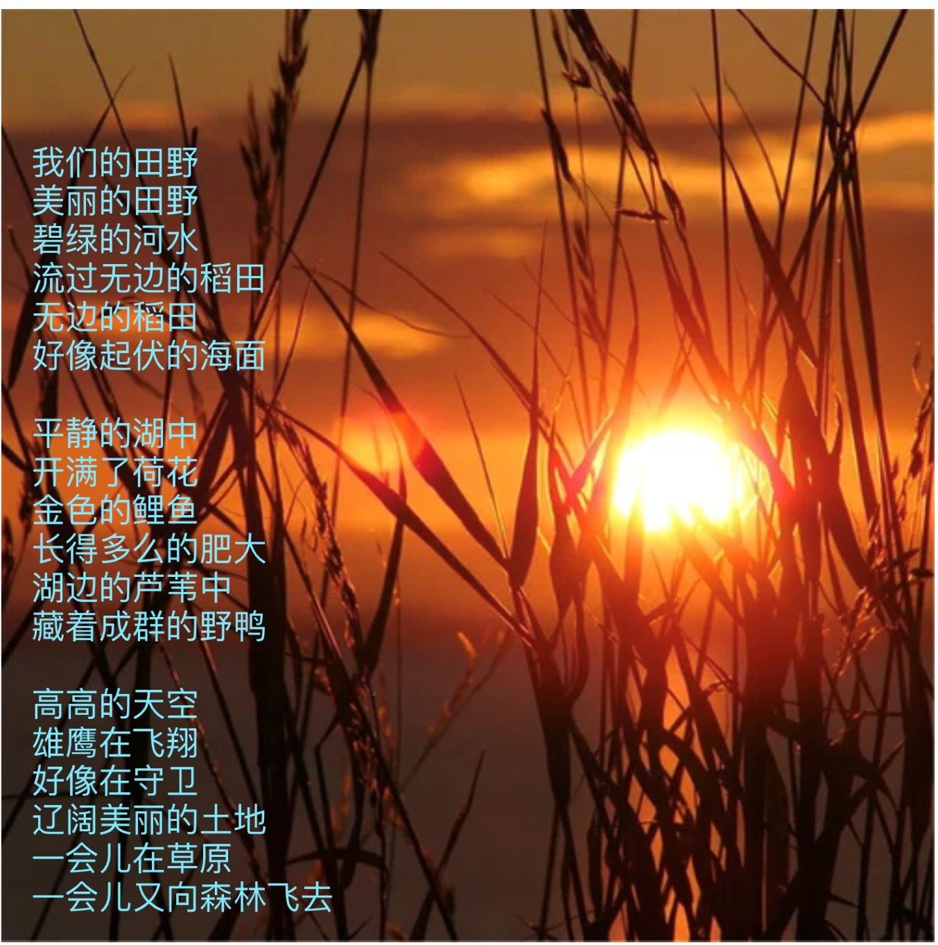 我们的田野