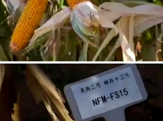 王亚平从太空带回的玉米种子结果了！太空种子产量能超以前种子吗-1.jpg