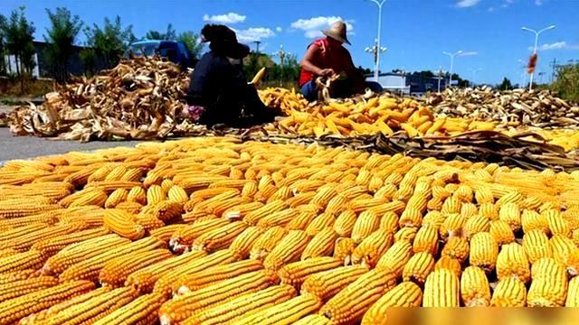 王亚平从太空带回的玉米种子结果了！太空种子产量能超以前种子吗-4.jpg