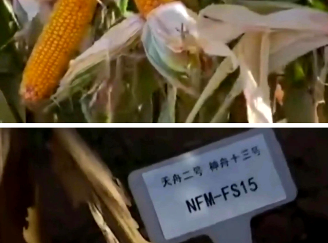 王亚平从太空带回的玉米种子结果了！太空种子产量能超以前种子吗-6.jpg