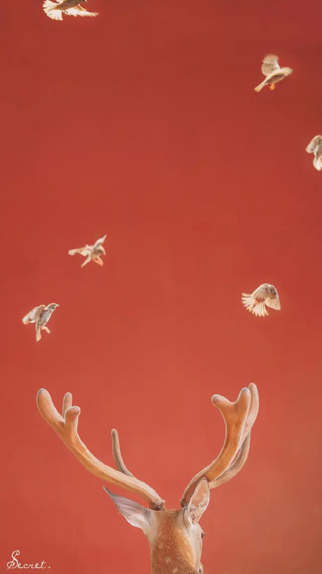 这几位摄影师镜头下的故宫，美得不像话-15.jpg