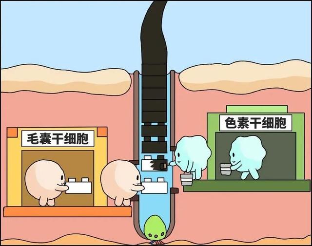 头发白了一截，还能“黑”回去吗？真相来了-2.jpg