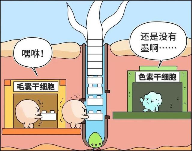 头发白了一截，还能“黑”回去吗？真相来了-4.jpg