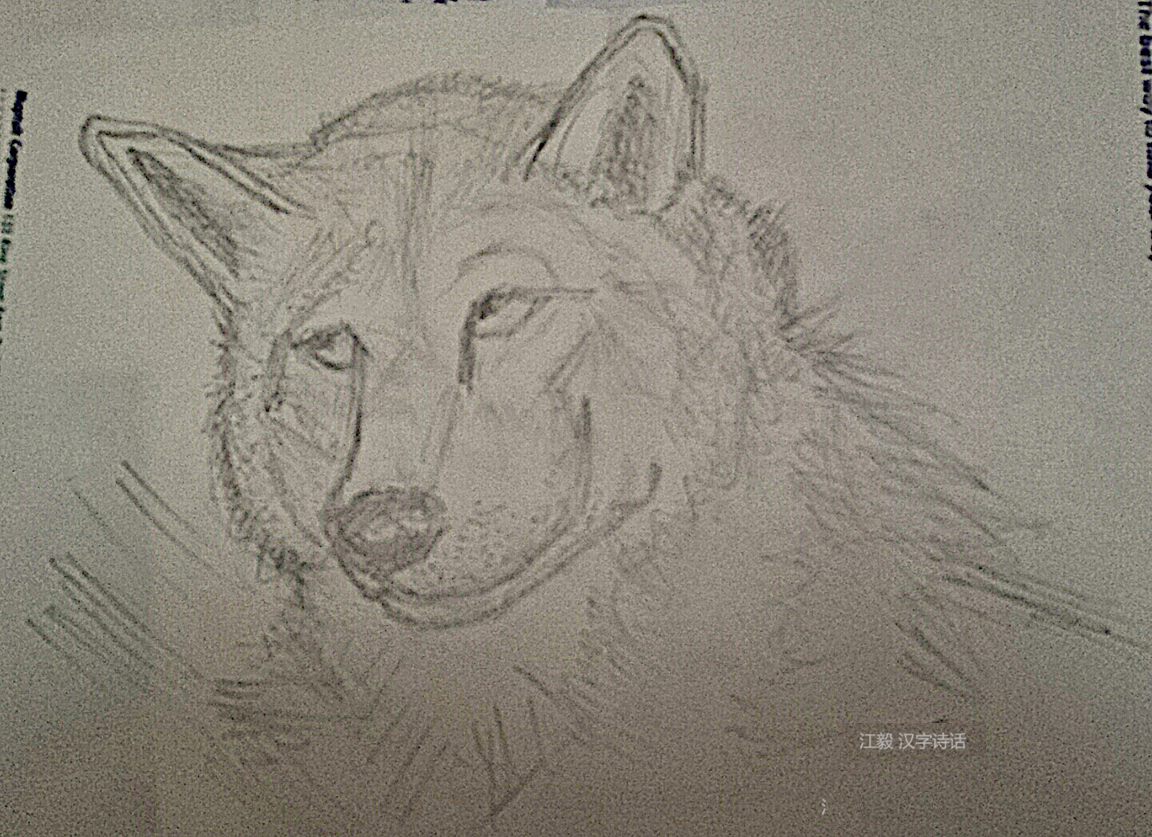 Wolf20180821.png