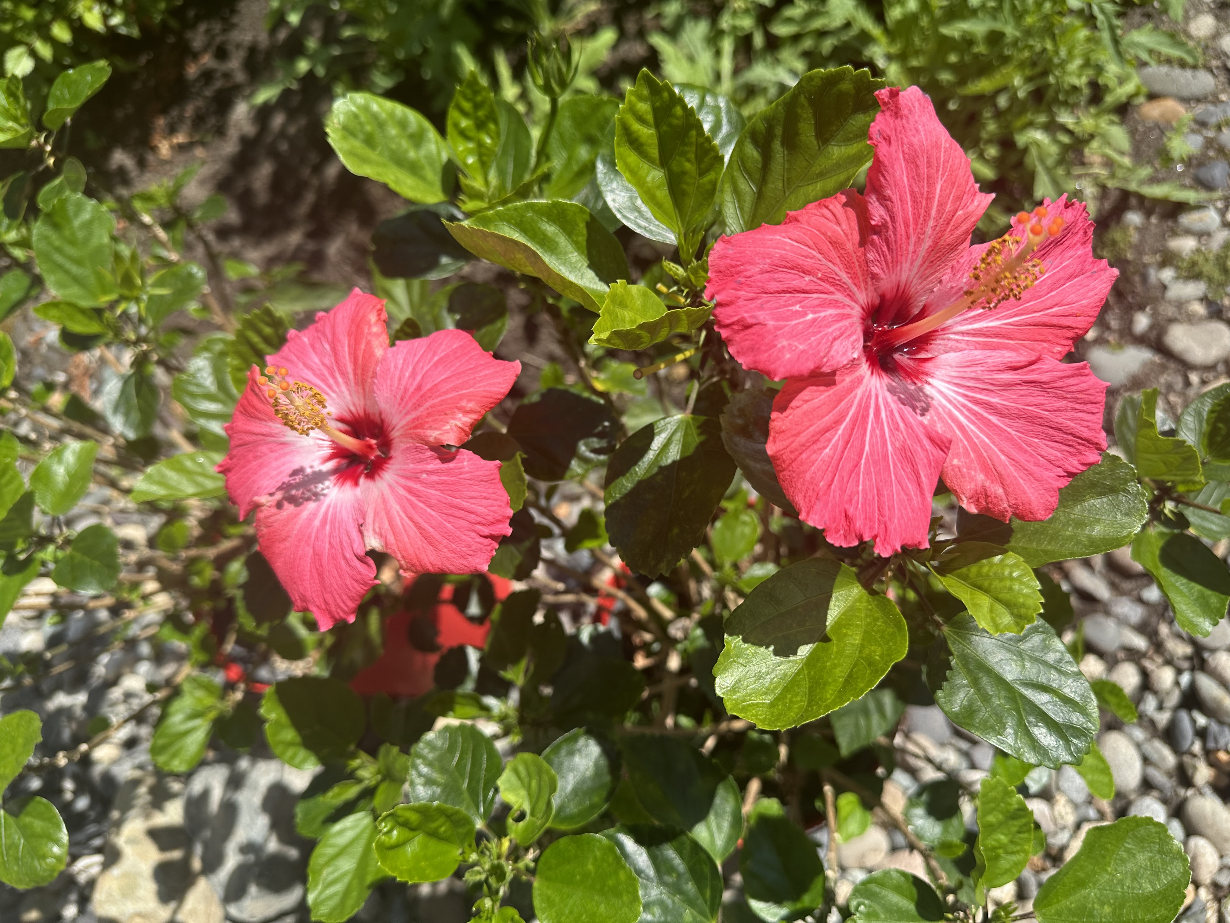 626448AD-A474-4169-A0B6-802FD7E9972A.jpeg