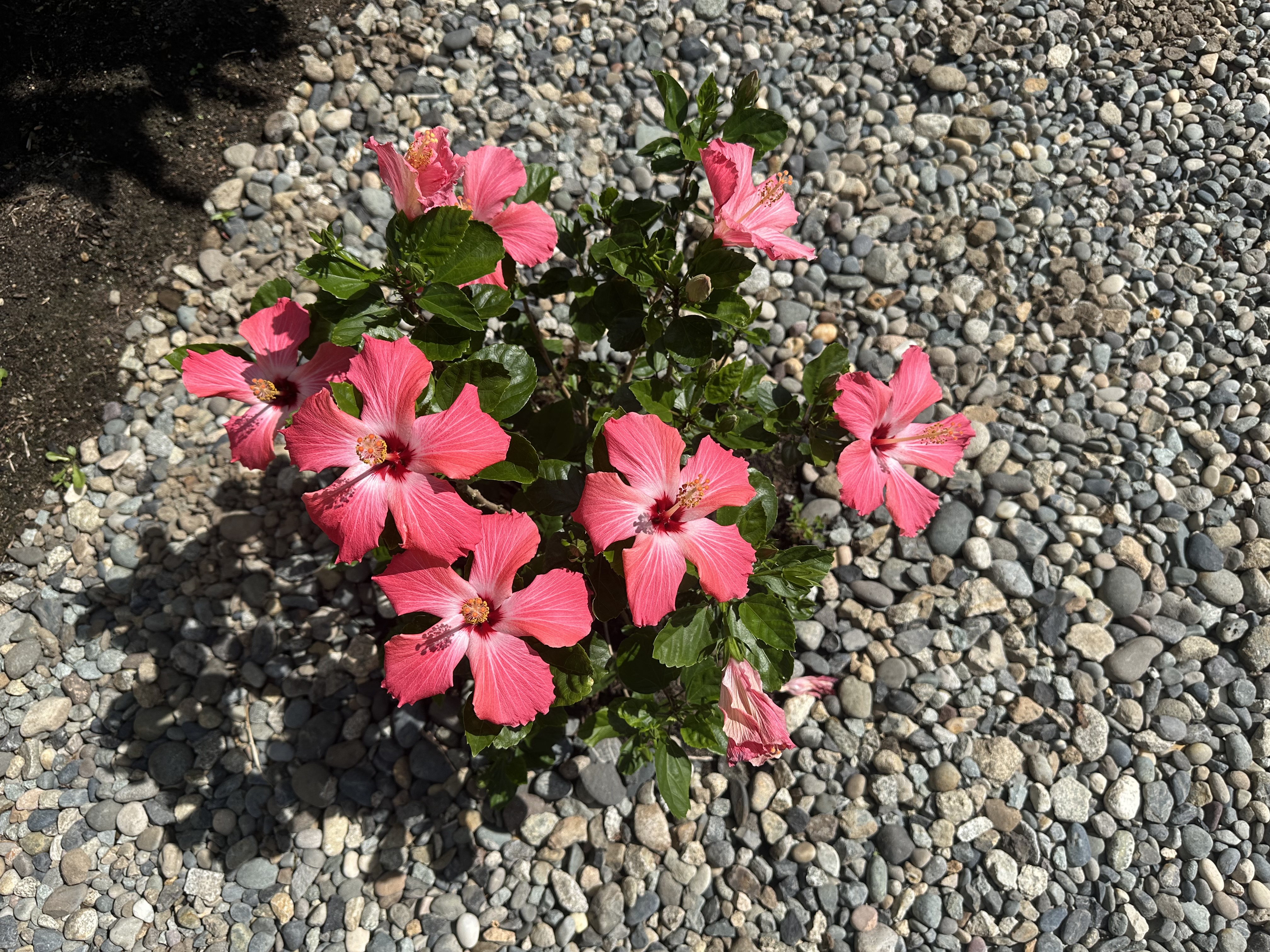 IMG_0167.jpeg
