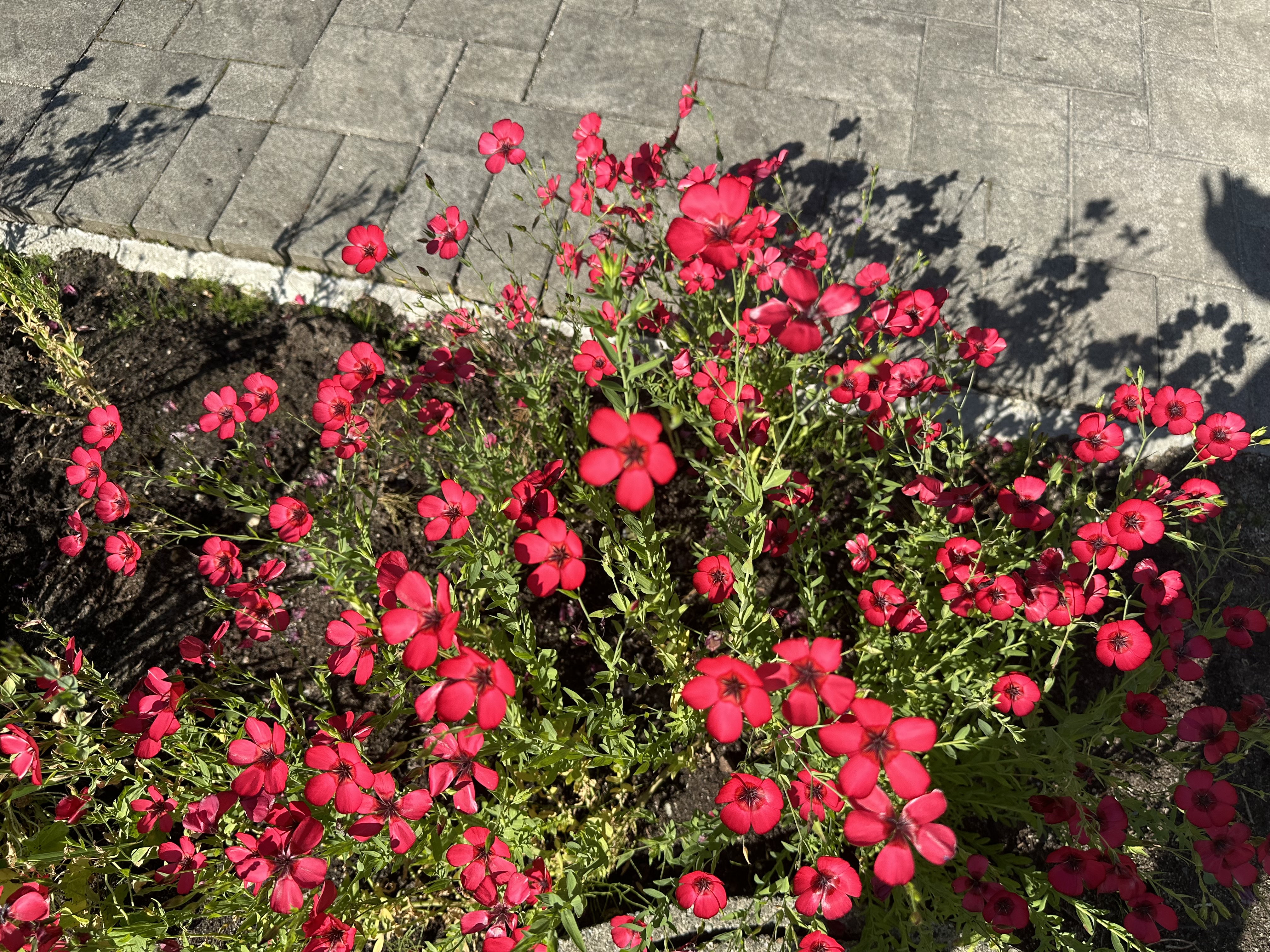 IMG_0186.jpeg