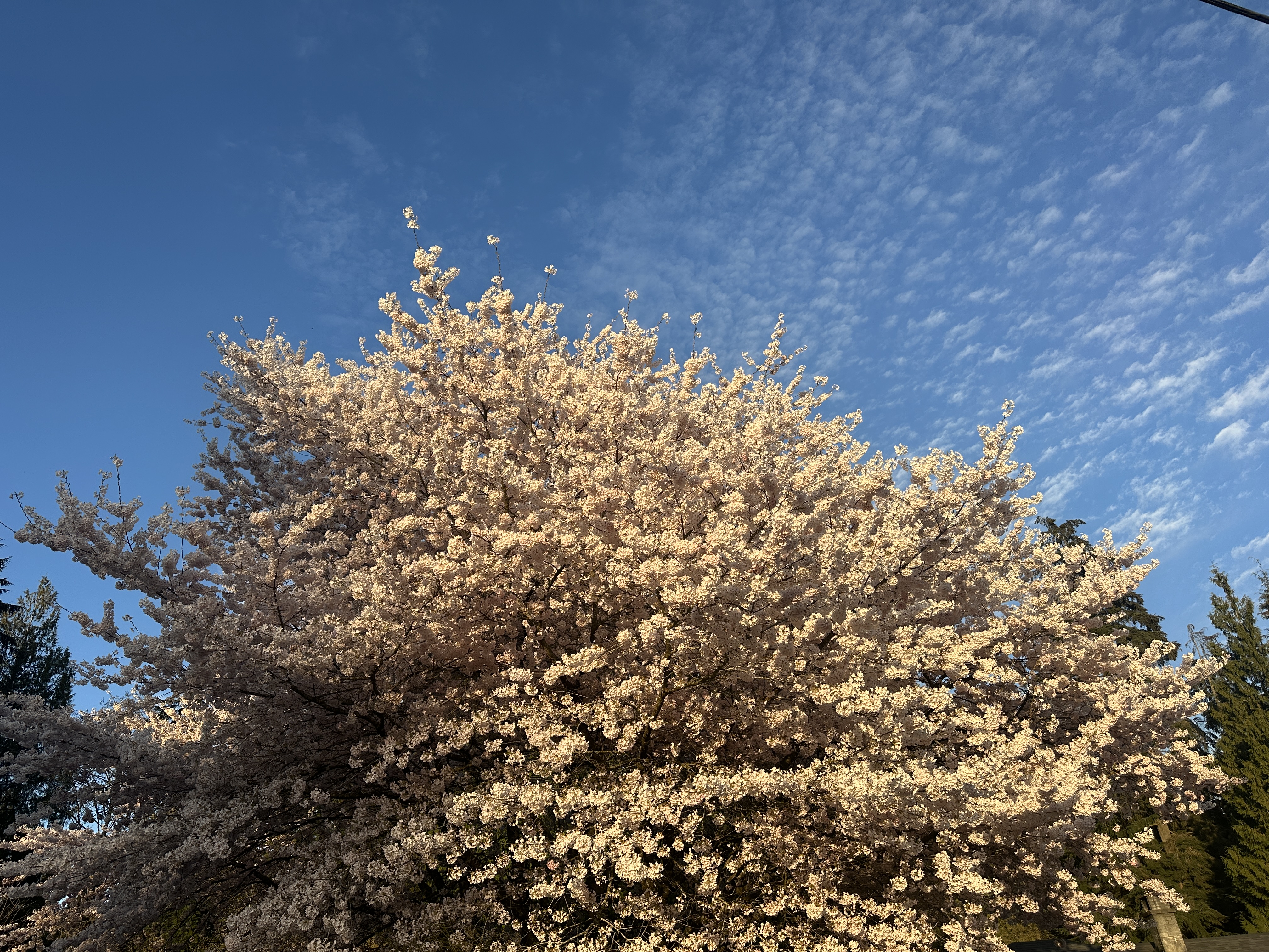 IMG_2556.jpeg