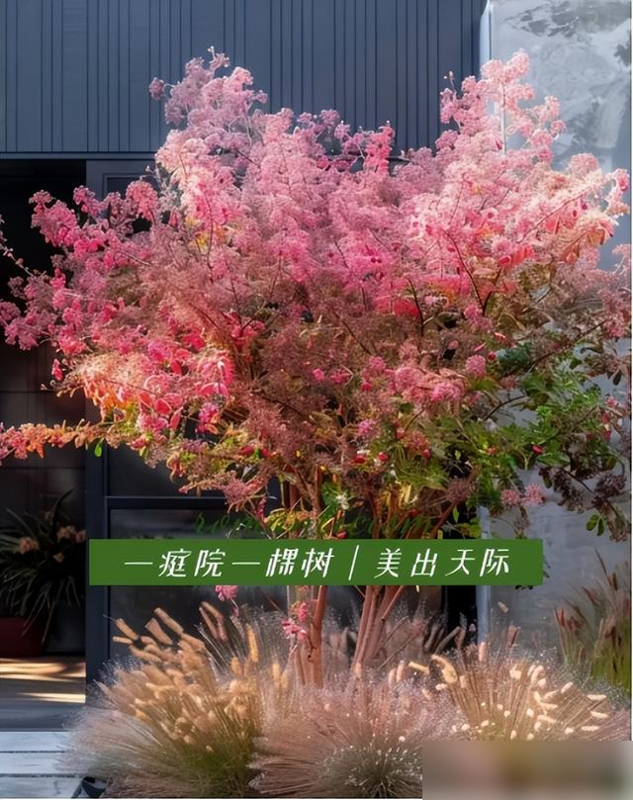 北京一男子，小院养了一棵“烟树”，引来上万网友围观，太梦幻了-3.jpg