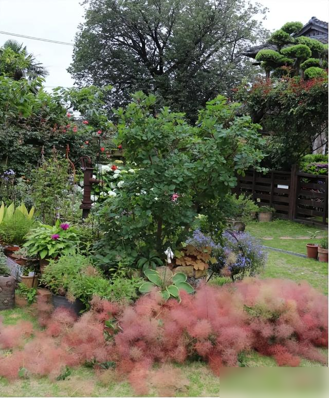 北京一男子，小院养了一棵“烟树”，引来上万网友围观，太梦幻了-5.jpg