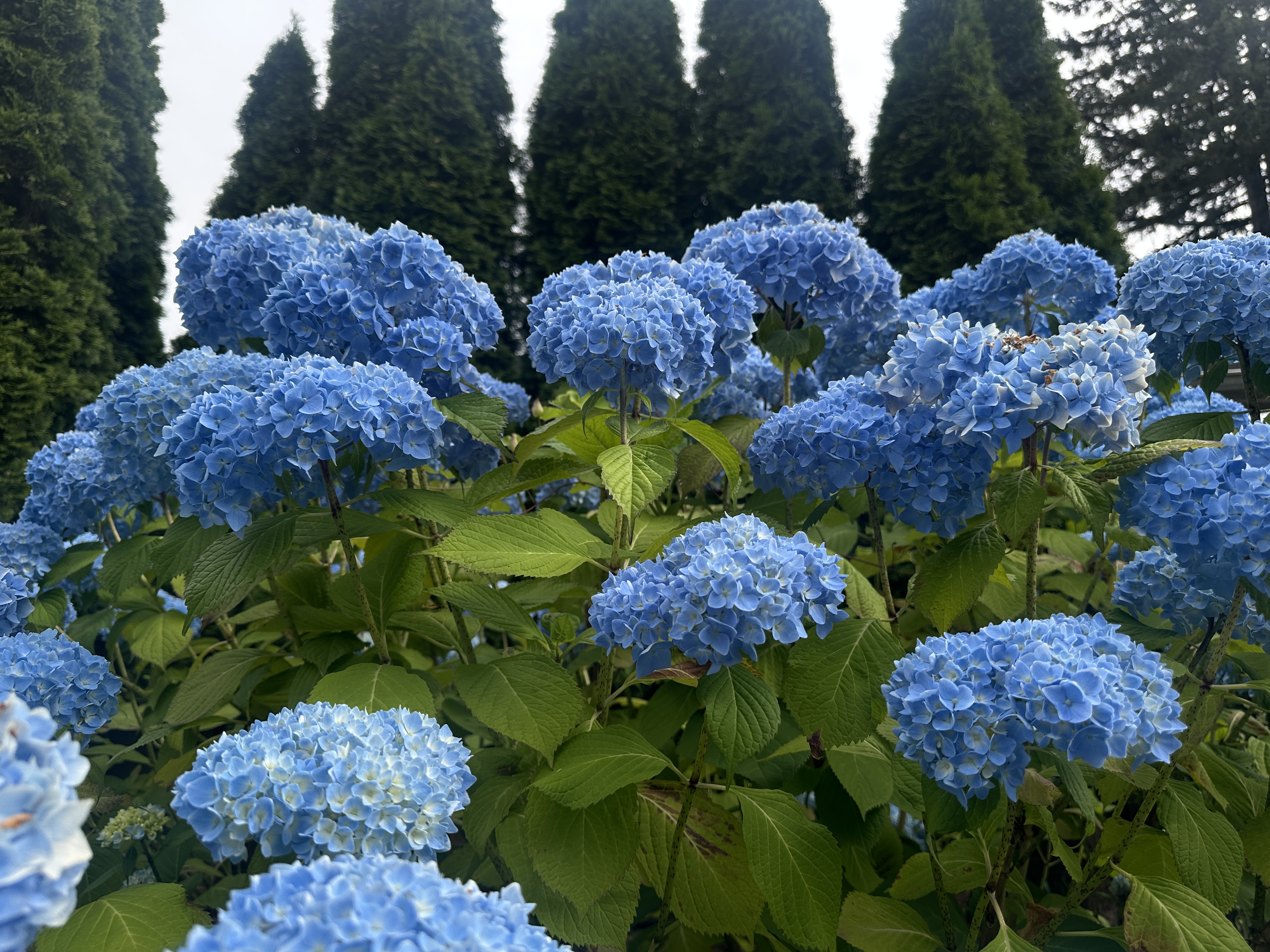 IMG_4294.jpeg