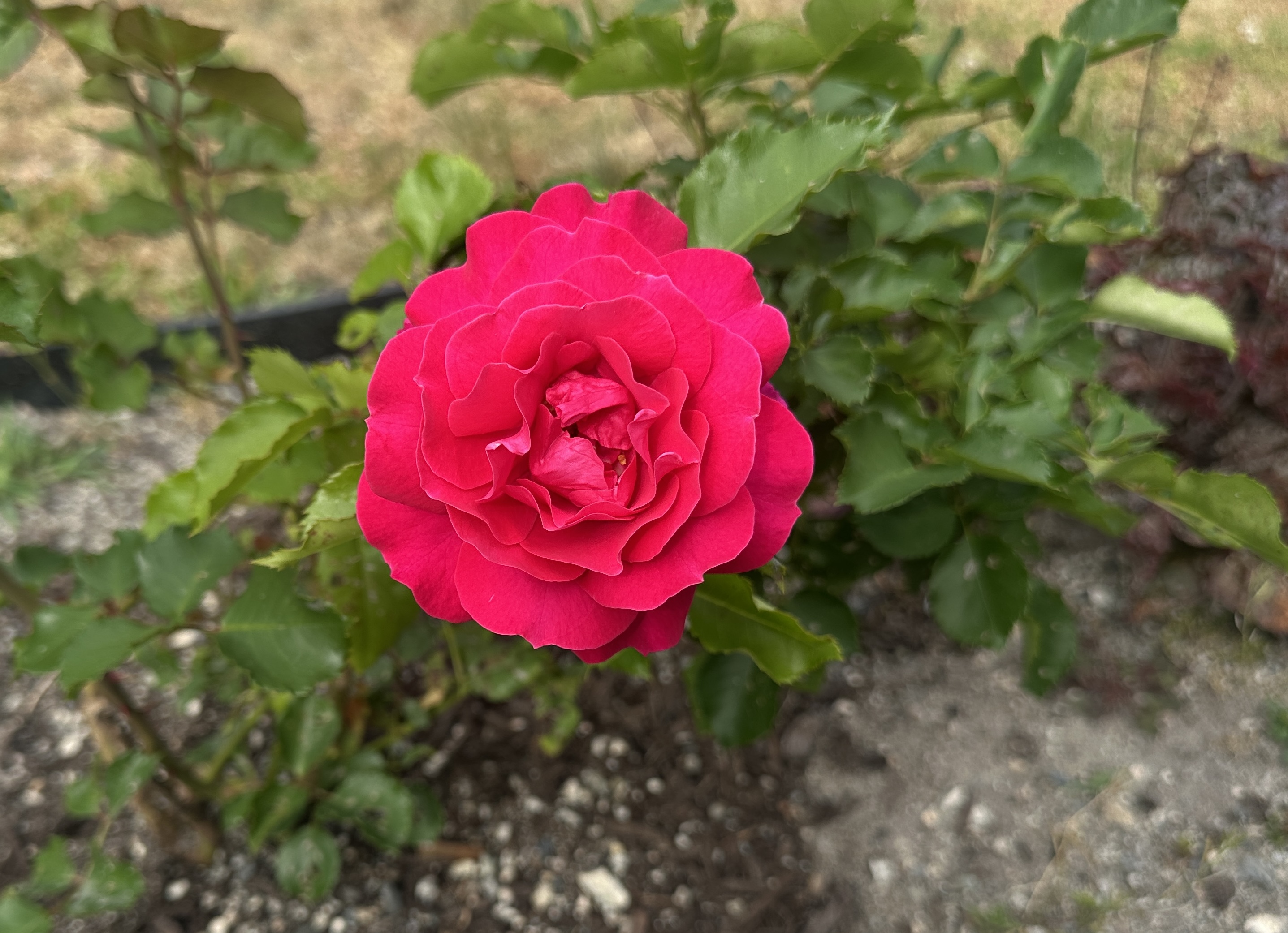 IMG_4301.jpeg
