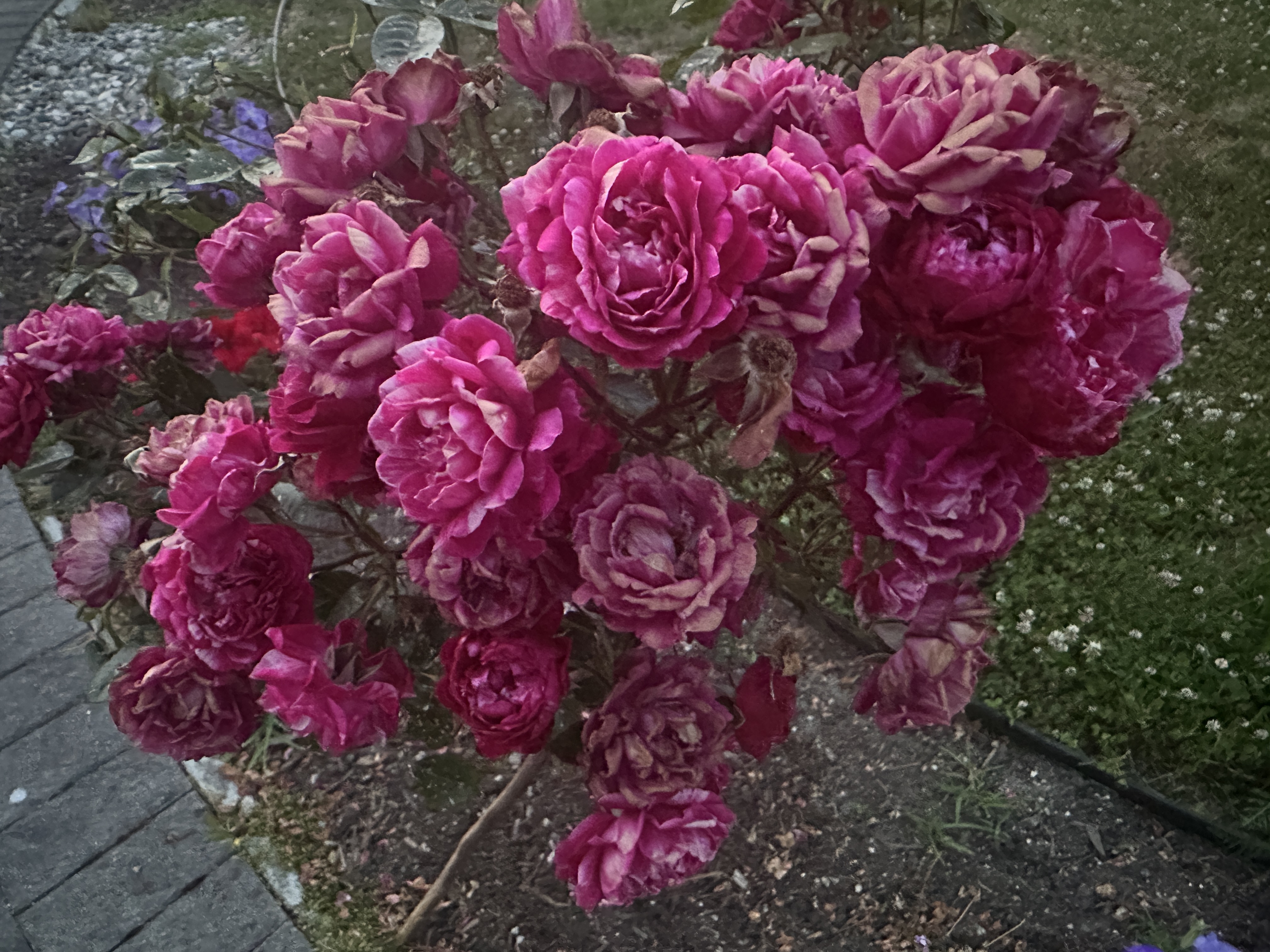 IMG_4392.jpeg