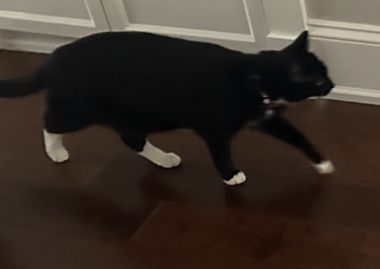 IMG_4954.jpeg
