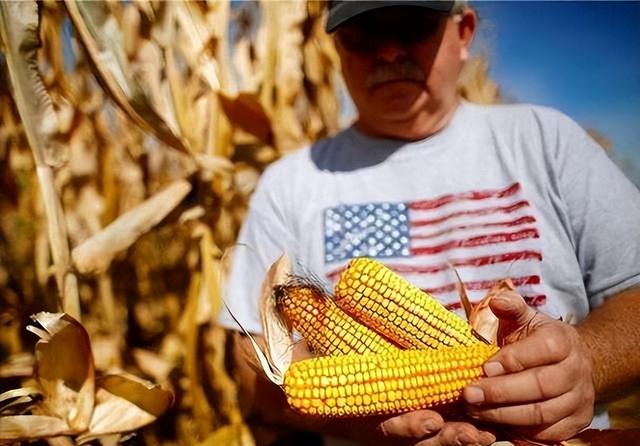 美国人的屁股为何人均一米宽？喂牲畜的饲料，全吃到了百姓的身上-11.jpg